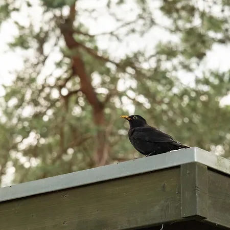 6p Bath-garden House-4g Pool-kids-dog Chalet